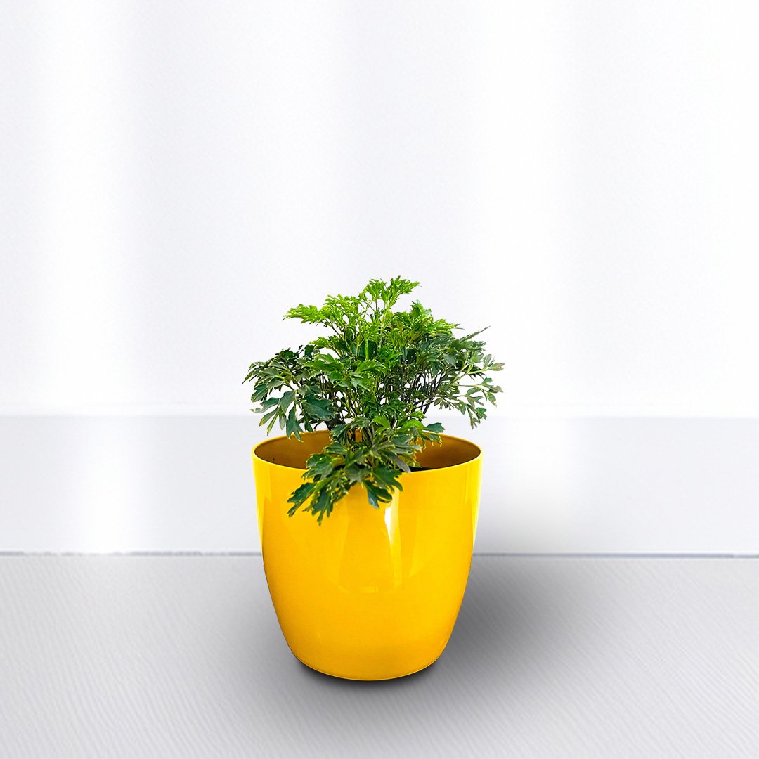 Aralia Green